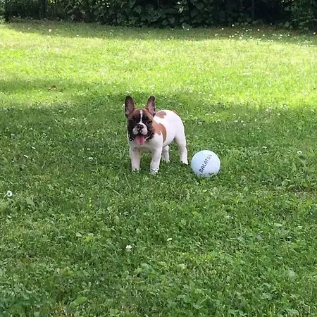 Marton Balatonszárszó